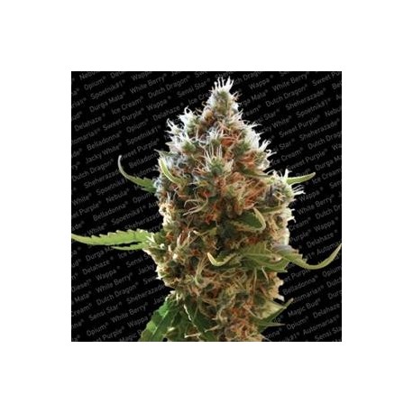 LUCID BOLT * PARADISE SEEDS FEMINIZED 10 SEMI 