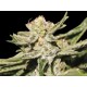 DOBLE W * EXCLUSIVE SEEDS 5 SEMI FEM 