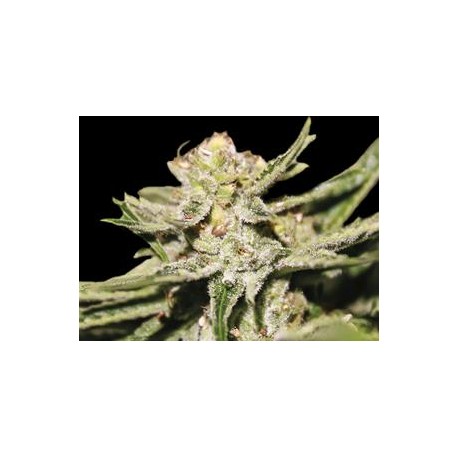 DOBLE W * EXCLUSIVE SEEDS 5 SEMI FEM 