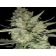 AUTO CRITICAL * EXCLUSIVE SEEDS 5 SEMI FEM 