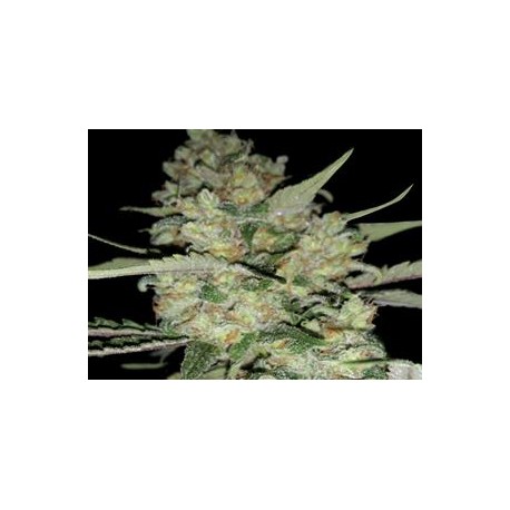 AUTO CRITICAL * EXCLUSIVE SEEDS 5 SEMI FEM 