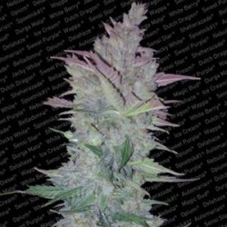 VERTIGO AUTO* PARADISE SEEDS FEMINIZED 10 SEMI 