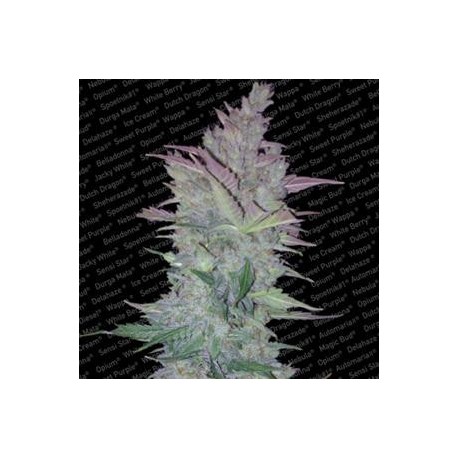 VERTIGO AUTO* PARADISE SEEDS FEMINIZED 10 SEMI 