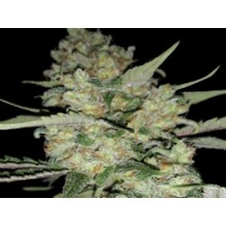 AUTO CRITICAL * EXCLUSIVE SEEDS 1 SEME FEM 