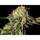 AUTO MANDARINA * EXCLUSIVE SEEDS 3 SEMI FEM 