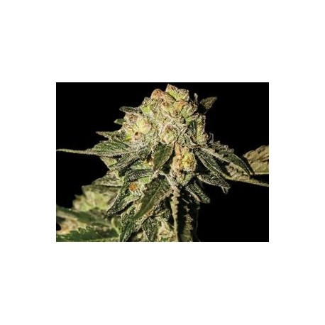 AUTO MANDARINA * EXCLUSIVE SEEDS 3 SEMI FEM 