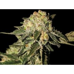 AUTO MANDARINA * EXCLUSIVE SEEDS 1 SEME FEM 