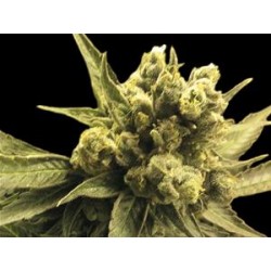 AUTO NEMO * EXCLUSIVE SEEDS 3 SEMI FEM 