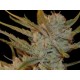 AUTO OXUS * EXCLUSIVE SEEDS 3 SEMI FEM 