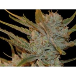 AUTO OXUS * EXCLUSIVE SEEDS 3 SEMI FEM 