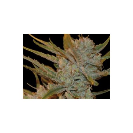 AUTO OXUS * EXCLUSIVE SEEDS 3 SEMI FEM 