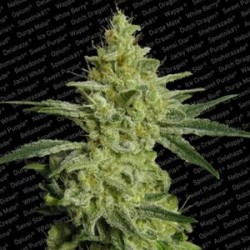 ALLKUSH * PARADISE SEEDS FEMINIZED 10 SEMI 