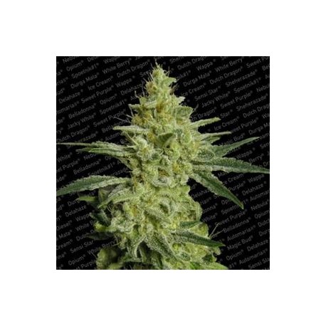 ALLKUSH * PARADISE SEEDS FEMINIZED 10 SEMI 