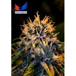 CHIZPA BY ZATU +CD * POSITRONICS SEEDS 6 SEMI FEM 