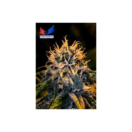 CHIZPA BY ZATU +CD * POSITRONICS SEEDS 6 SEMI FEM 