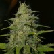 LEMON OG HAZE * NIRVANA 5 SEMI FEM