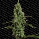 ATOMICAL HAZE * PARADISE SEEDS FEMINIZED 10 SEMI 