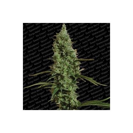 ATOMICAL HAZE * PARADISE SEEDS FEMINIZED 10 SEMI 