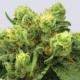 PRE-99 BIG BUD * NIRVANA FEMINIZED 10 SEMI