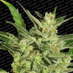 AUTOMARIA II * PARADISE SEEDS FEMINIZED 10 SEMI 