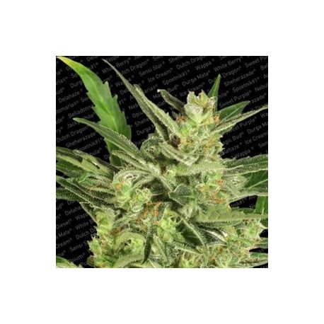 AUTOMARIA II * PARADISE SEEDS FEMINIZED 10 SEMI 