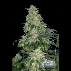 AMNESIA HAZE AUTO * CITY SEEDS BANK 3 SEMI FEM