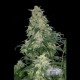 AMNESIA HAZE AUTO * CITY SEEDS BANK 5 SEMI FEM