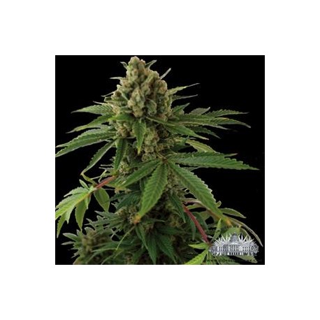 CHEESE AUTO * CITY SEEDS BANK 3 SEMI FEM