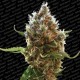LUCID BOLT * PARADISE SEEDS FEMINIZED 5 SEMI 