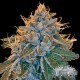 DR KOSHER KUSH AUTO * CITY SEEDS BANK 3 SEMI FEM