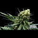 NORTHERN LIGHT AUTO * CITY SEEDS BANK 3 SEMI FEM