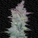 VERTIGO AUTO* PARADISE SEEDS FEMINIZED 5 SEMI 