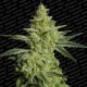 ALLKUSH * PARADISE SEEDS FEMINIZED 5 SEMI 