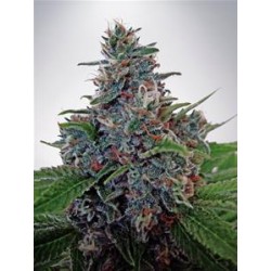 AUTO BLUE AMNESIA * MINISTRY SEEDS 25 SEMI FEM 