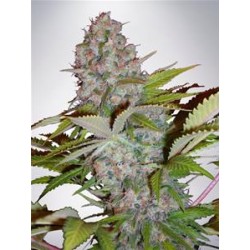 AUTO CHEESE NL* MINISTRY SEEDS FEMINIZED 10 SEMI