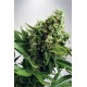 AUTO WHITE WIDOW* MINISTRY SEEDS FEMINIZED 25 SEMI