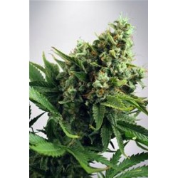 AUTO WHITE WIDOW* MINISTRY SEEDS FEMINIZED 25 SEMI