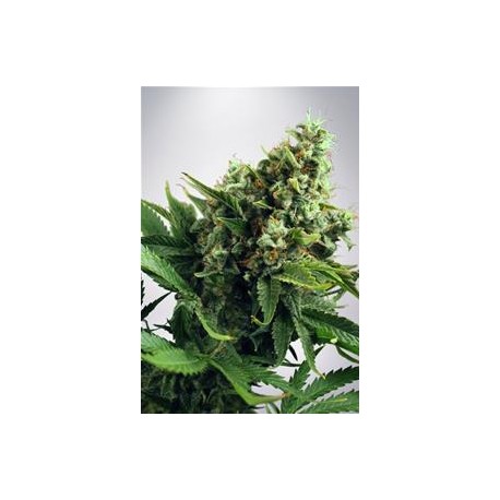 AUTO WHITE WIDOW* MINISTRY SEEDS FEMINIZED 25 SEMI