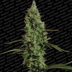 ATOMICAL HAZE * PARADISE SEEDS FEMINIZED 5 SEMI 