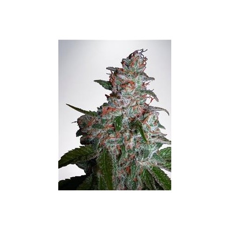 NORTHERN LIGHTS MOC * MINISTRY SEEDS 10 SEMI FEM