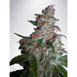 NORTHERN LIGHTS MOC * MINISTRY SEEDS 25 SEMI FEM