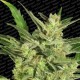 AUTOMARIA II * PARADISE SEEDS FEMINIZED 5 SEMI 