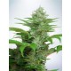 AUTO CBD STAR * MINISTRY SEEDS 2 SEMI FEM 