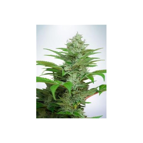 AUTO CBD STAR * MINISTRY SEEDS 2 SEMI FEM 