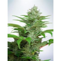 AUTO CBD STAR * MINISTRY SEEDS 25 SEMI FEM 