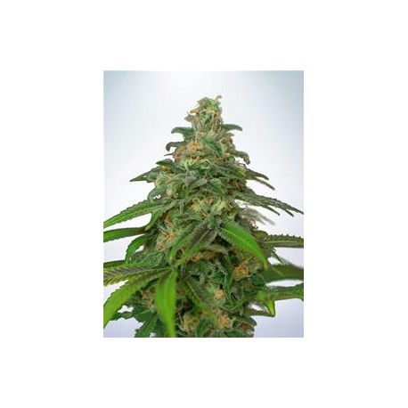 AUTO MANDARIN HAZE * MINISTRY SEEDS 2 SEMI FEM 