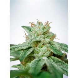 CBD STAR * MINISTRY SEEDS 2 SEMI FEM 