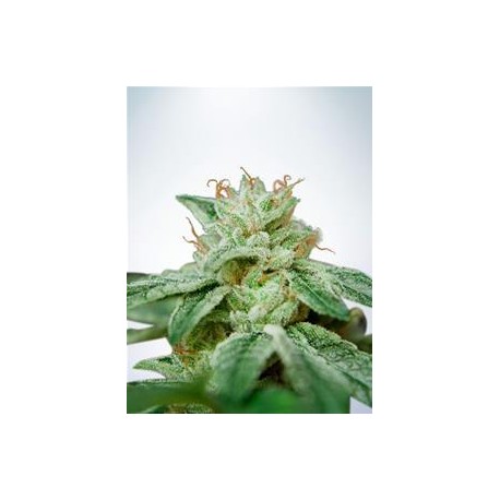 CBD STAR * MINISTRY SEEDS 2 SEMI FEM 