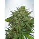 INSTAKUSH * MINISTRY SEEDS 2 SEMI FEM 