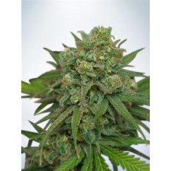 INSTAKUSH * MINISTRY SEEDS 2 SEMI FEM 